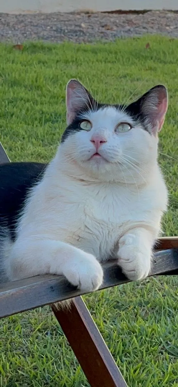Foto de Pitico